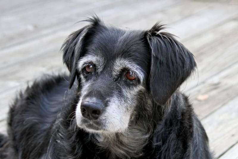 The best joint supplements for senior dogs
