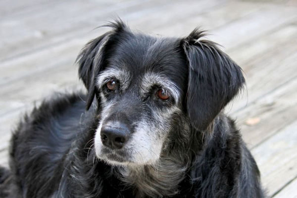 The best joint supplements for senior dogs