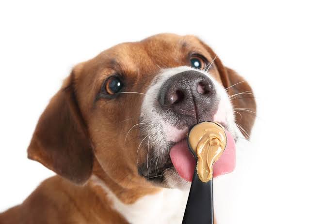 Is peanut butter good for dogs?