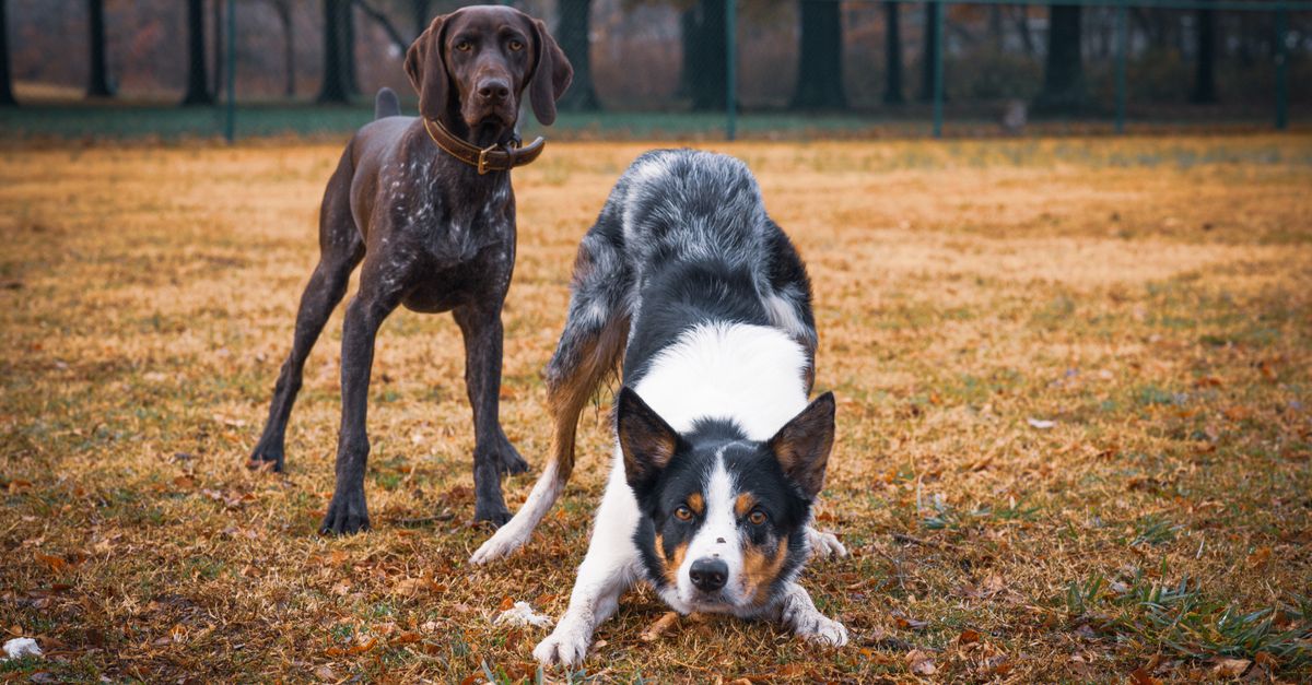 Does my dog's joint supplement need vitamin E?