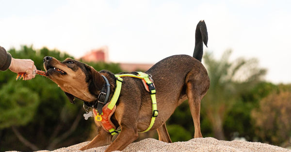 A playful dog tugging on a toy outdoors in a sandy area, showing joy and energy.