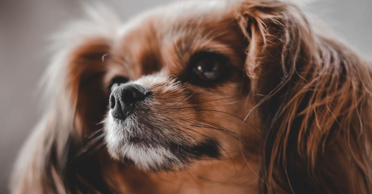 The best joint supplement for senior Cavalier King Charles Spaniels