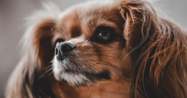 A close-up shot of a Cavalier King Charles Spaniel with a fluffy coat and expressive eyes.