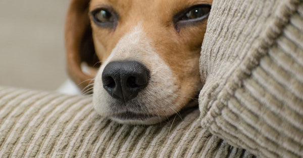 Close-up of a cute beagle lying on a couch, perfect for dog lovers.
