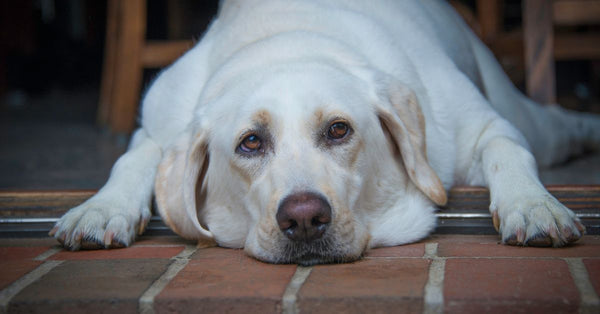 Close-up of a peaceful Labrador Retriever resting on a brick floor, showcasing its adorable face.