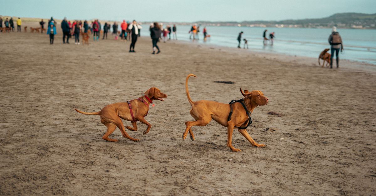 Dog limping: when to see a vet and when to wait