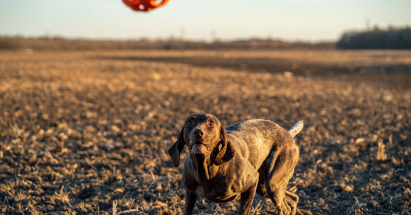 German Shorthaired Pointer attentively watching a red toy in a vast field during the day.