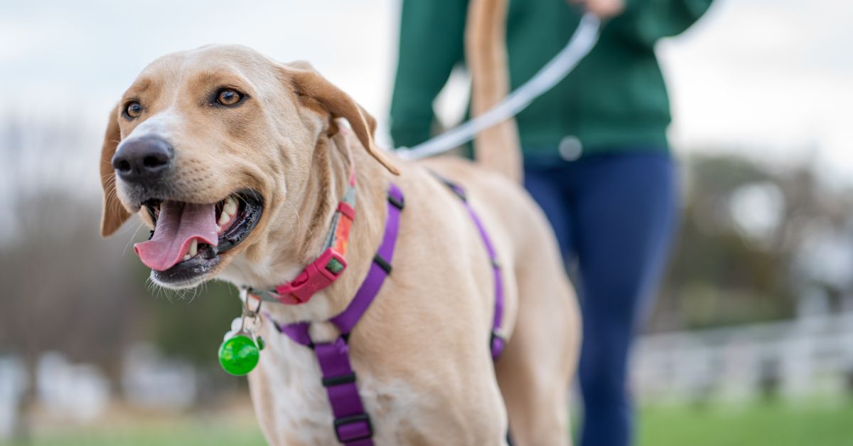 Injury prevention for sport dogs