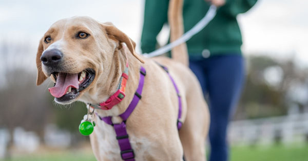 A cheerful Labrador enjoying a walk with its owner outdoors, showcasing companionship and leisure.