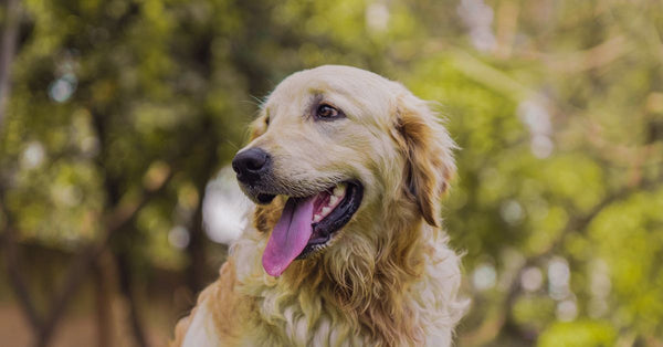 Close-up of a golden retriever with tongue out, against a blurred green background.