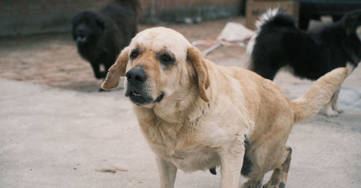 What can I do for my dog's joints at home?