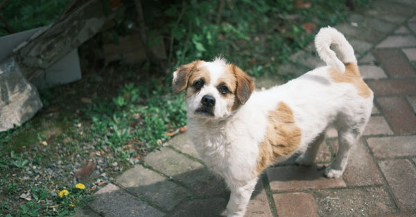 Cute mixed breed dog standing on a brick path outdoors, looking curious and friendly.