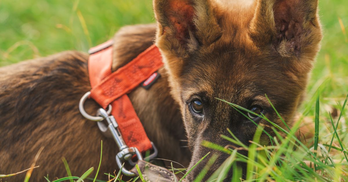 Joint supplements for German Shepherd puppies: when to start and what to use