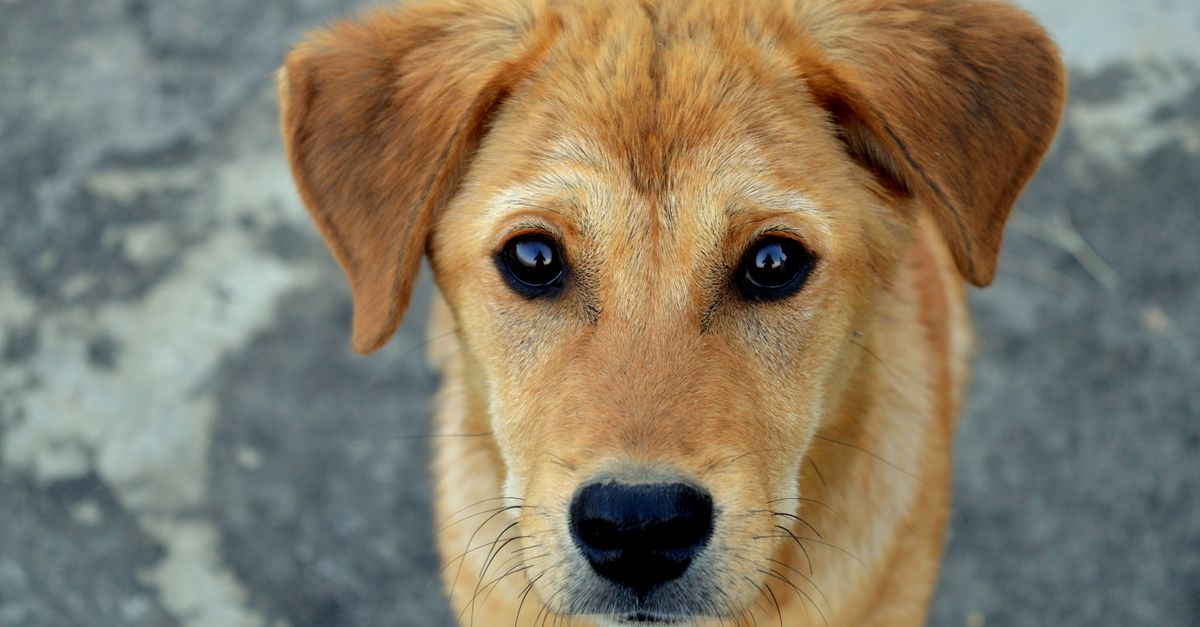 Why are my dog's eyes red or watery?