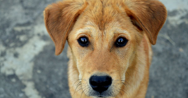 Close-up portrait of a cute puppy with an endearing expression and soft fur.