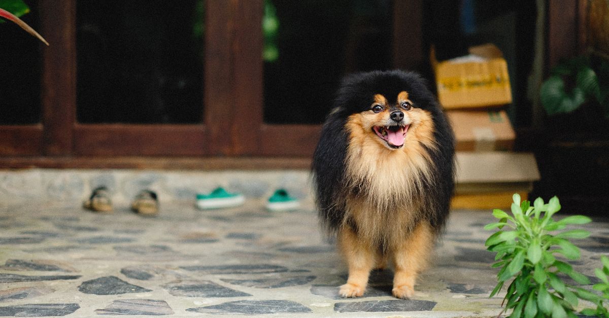 Where to buy NutriPaw cheapest in the UK