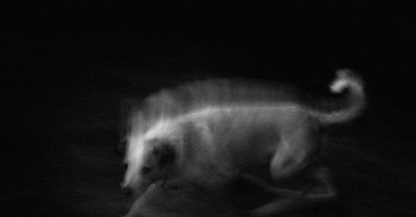 Artistic blur effect of a dog running captured in black-and-white, showcasing motion and energy.