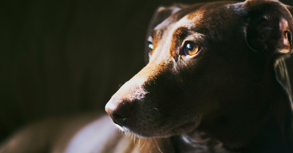 Why chocolate can be dangerous for dogs