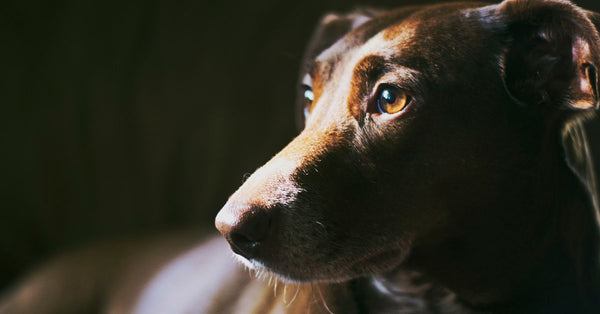Close-up portrait of a dog with intense gaze, rich lighting, and thoughtful expression.