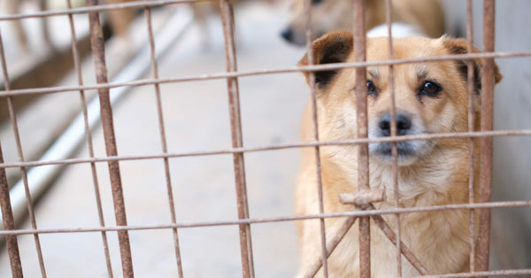 A soulful brown dog peering through a metal cage, capturing a moment of animal life in shelter.