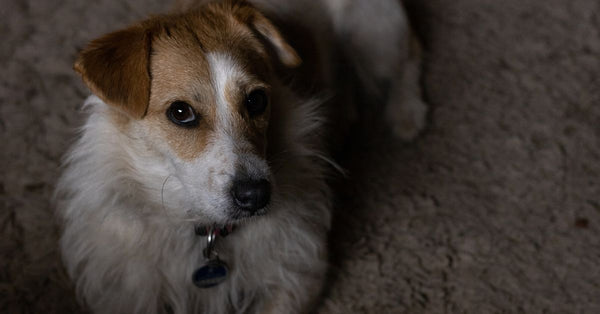 A cute Jack Russell Terrier dog sitting on a carpet, looking curiously.