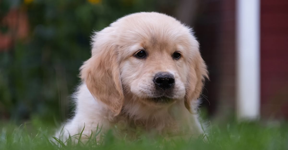 Joint supplements for Golden Retriever puppies: when to start and what to use