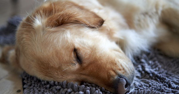 A serene close-up of a sleeping Golden Retriever on a cozy rug.