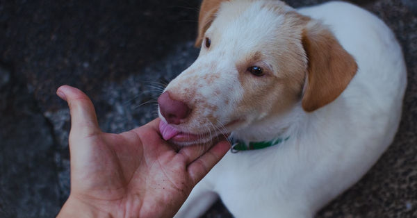 A close-up of a cute dog licking a human's hand, showing affection.