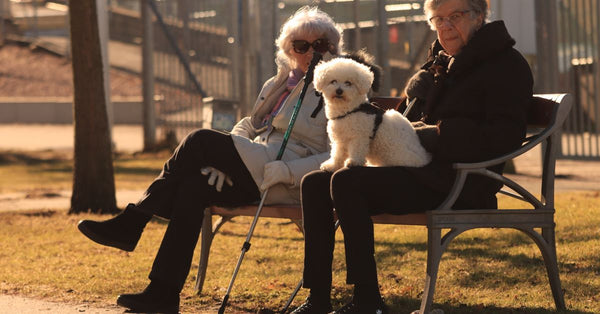 Senior women enjoying a sunny day with their Bichon Frise on a park bench in Gothenburg, Sweden.