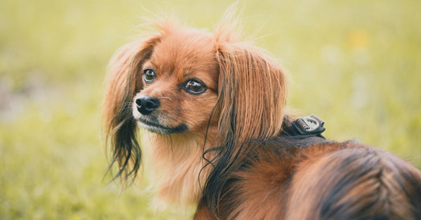 Charming long-haired dog enjoying a sunny day outdoor on vibrant green grass.