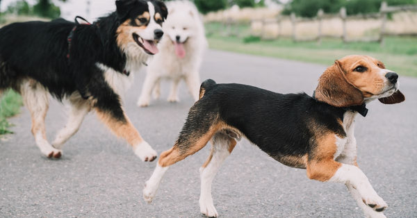 Three dogs, including a beagle, playfully running on an outdoor country road.