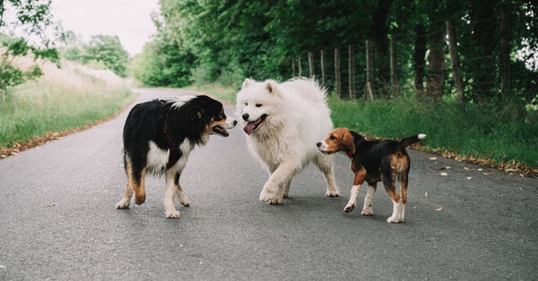 A beagle, Samoyed, and collie playing on a rural road surrounded by greenery.