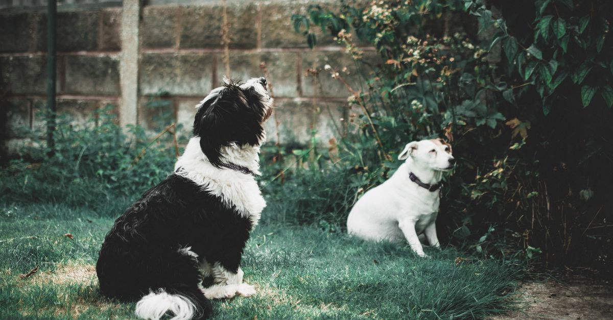 Why UK-made dog supplements matter