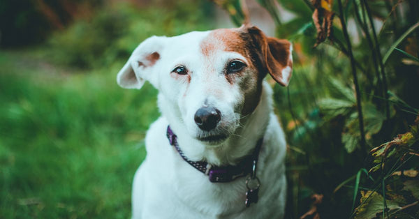Cute Jack Russell Terrier sitting in a green outdoor garden, captured in a natural setting.