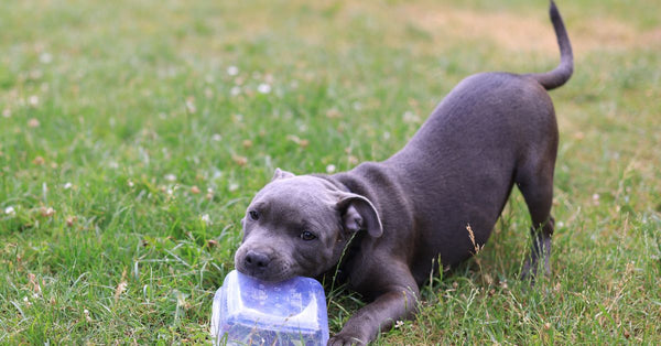 A playful puppy enjoying a sunny day outdoors, gnawing on a plastic container.