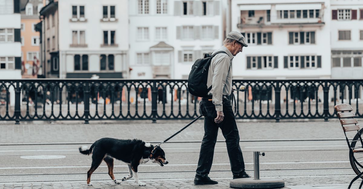 The best joint supplement for a 12 year old dog