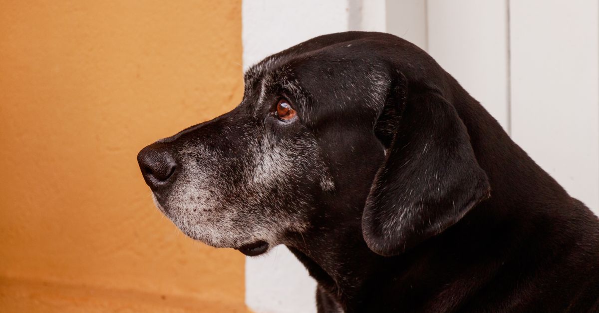 Why is my old dog panting or restless at night?