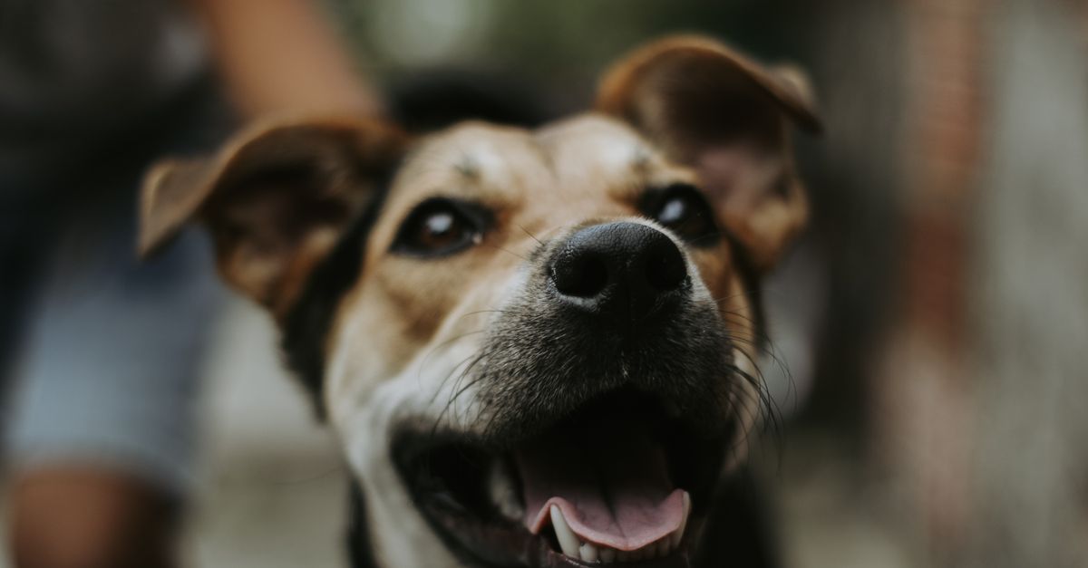 Meloxicam for dogs