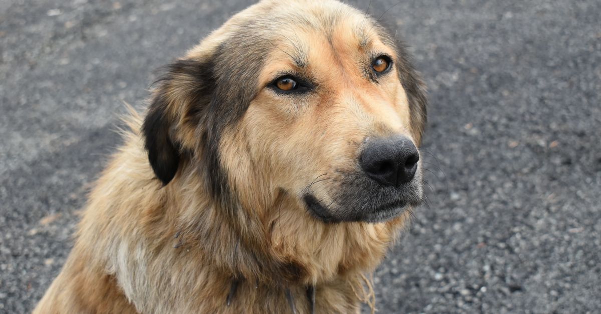 How much does it cost to treat dog joint problems?