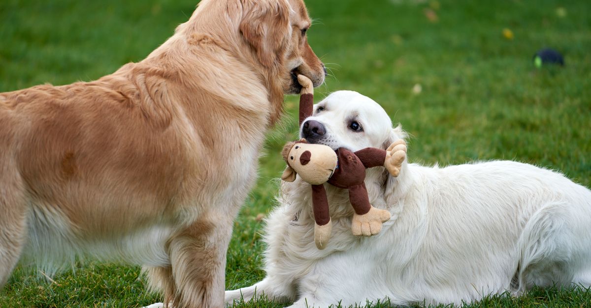 What happens if I stop my dog's joint supplement?