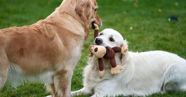 Two golden retrievers playing with a plush toy on the grass in a playful outdoor moment.