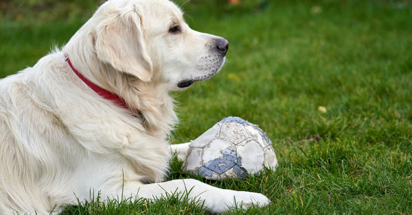 A Golden Retriever lying on grass next to a deflated football, showcasing a playful moment.