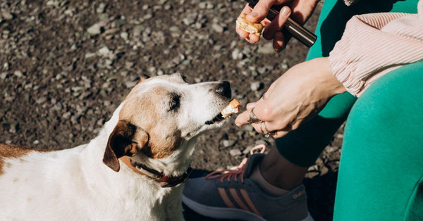 Close-up of a woman giving a treat to a dog outdoors on a sunny day.