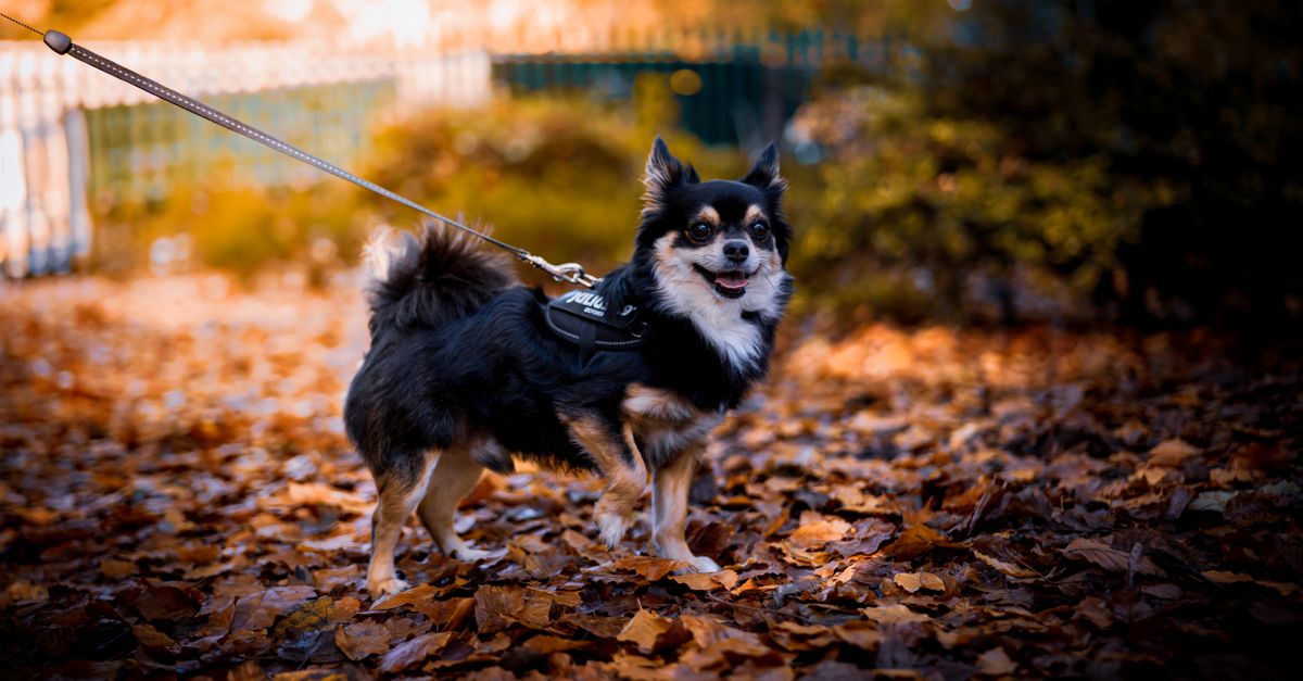 Why is my dog shedding so much?