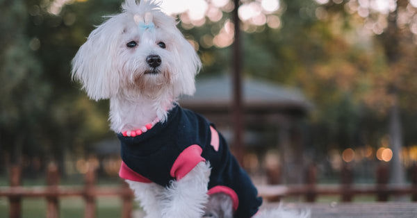 Cute Maltese dog wearing a sweater and beaded necklace sitting outdoors on a wooden table.