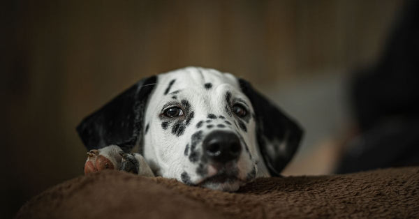 Close-up of a cute Dalmatian puppy lying down indoors, capturing its spotted face and relaxed expression.