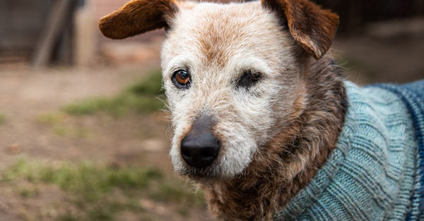 A senior dog with one eye wears a cozy sweater outdoors, showcasing wisdom and resilience.