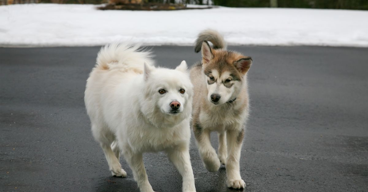 How to introduce a new supplement to your dog