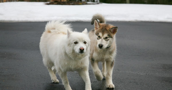 Two adorable dogs playing outside on a winter day in Southborough, MA.