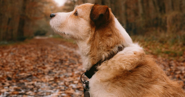 A brown dog with a collar enjoys a peaceful moment in a leaf-covered autumn forest.